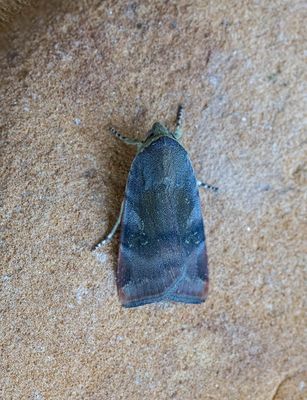 Lesser Broad-bordered Yellow Underwing