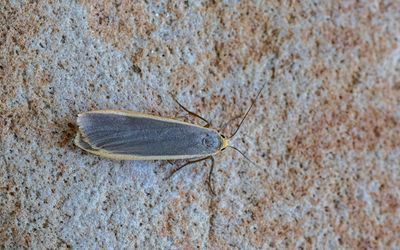 2025 MOTHS  (Date taken seq)