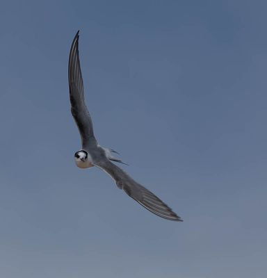 2025 BIRDS/MAMMALS (LAST 3 MONTHS)