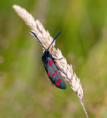 Six spot Burnet