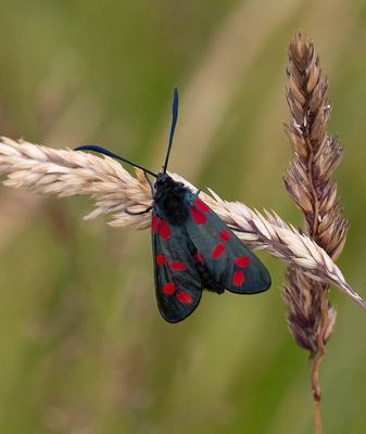 2025 MOTHS (Date taken seq)