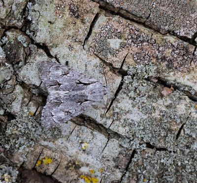 2025 MOTHS  (Date taken seq)