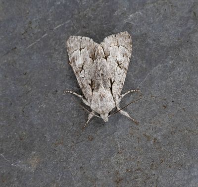 2025 MOTHS (Date taken seq)