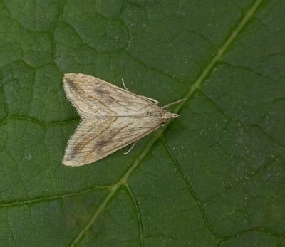 2025 MOTHS (Date taken seq)