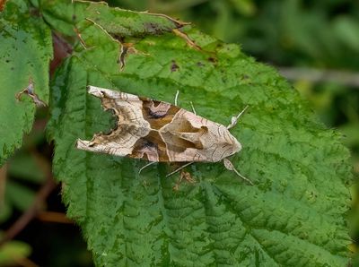 2025 MOTHS (Date taken seq)