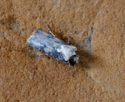 Shuttle-shaped Dart