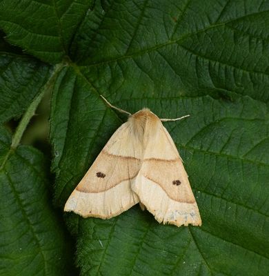 Scalloped Oak