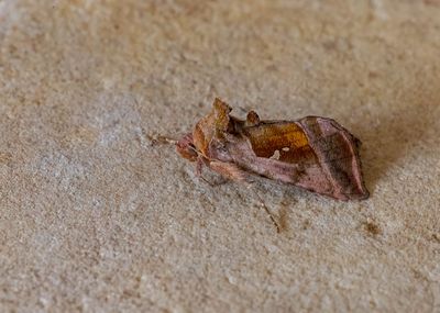 2025 MOTHS (Date taken seq)