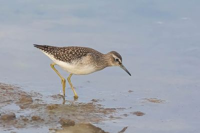 Wood Sandpiper