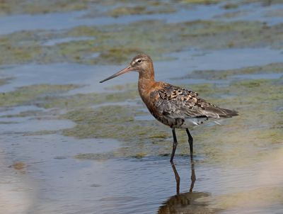 Black-tailed Godwit
