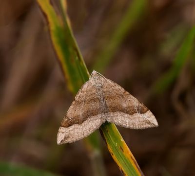 2025 MOTHS  (Date taken seq)