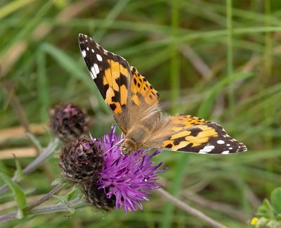 Painted Lady