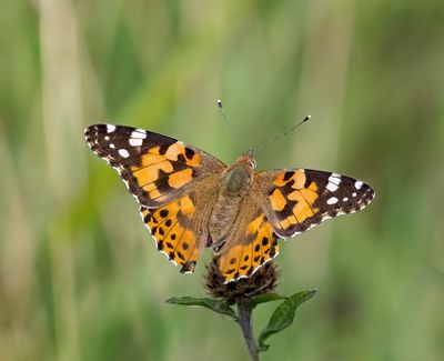 2025 BUTTERFLIES