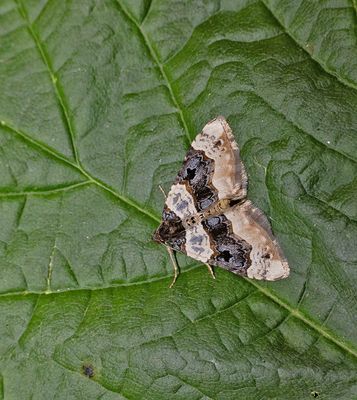 2025 MOTHS  (Date taken seq)