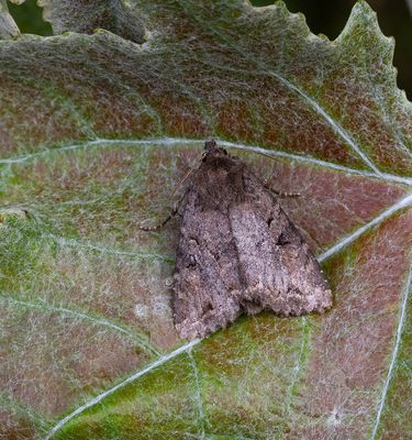 2025 MOTHS (Date taken seq)