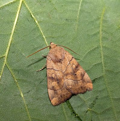 2025 MOTHS  (Date taken seq)