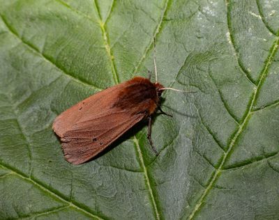 2025 MOTHS (Date taken seq)