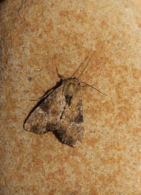 Slender Brindle