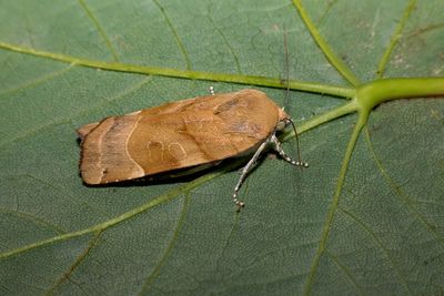 2025 MOTHS (Date taken seq)