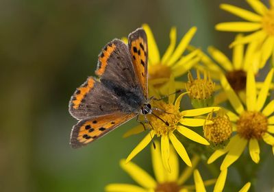 2025 BUTTERFLIES