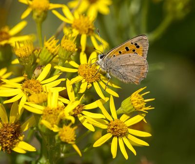 2025 BUTTERFLIES