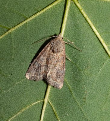 2025 MOTHS (Date taken seq)