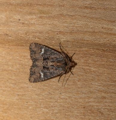 2025 MOTHS  (Date taken seq)