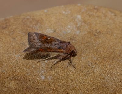 Large Ear (Amphipoea lucens)