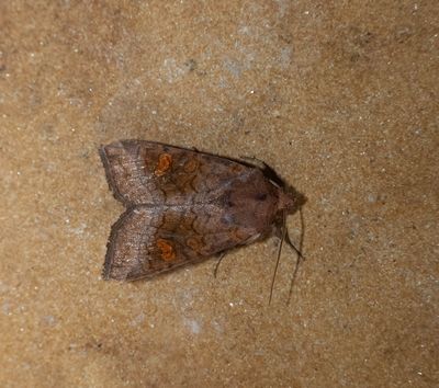 2025 MOTHS  (Date taken seq)