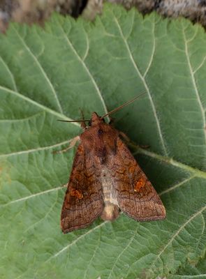 MACRO MOTHS
