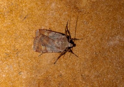2025 MOTHS  (Date taken seq)