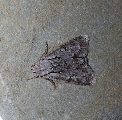 2025 MOTHS  (Date taken seq)