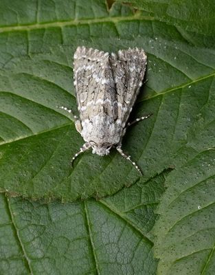 Marbled Minor