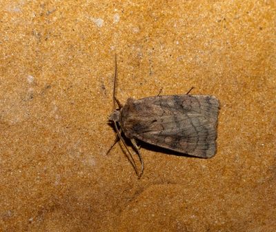 2025 MOTHS (Date taken seq)
