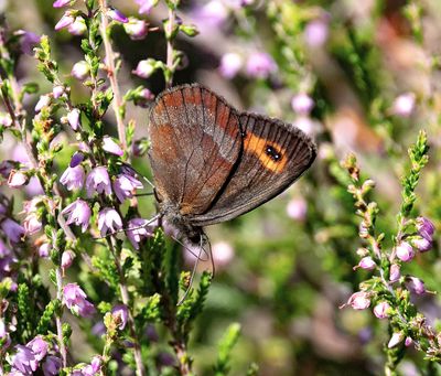 2025 BUTTERFLIES