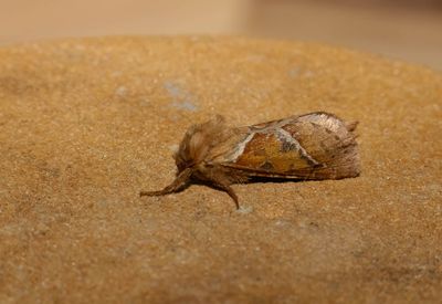 MACRO MOTHS