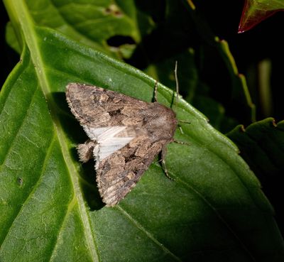 2025 MOTHS  (Date taken seq)