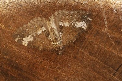 MACRO MOTHS