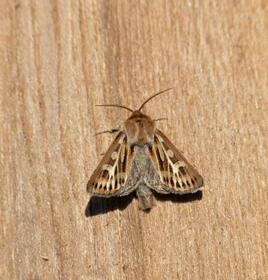 2025 MOTHS (Date taken seq)