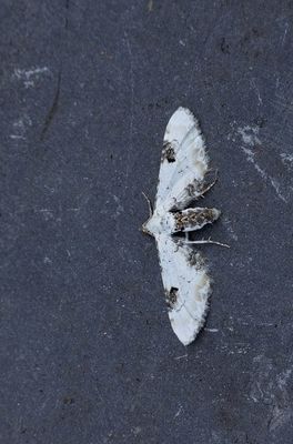 2025 MOTHS  (Date taken seq)