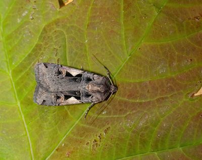2025 MOTHS  (Date taken seq)