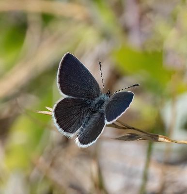 2025 BUTTERFLIES