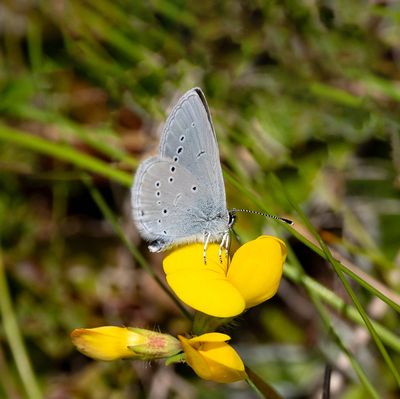 2025 BUTTERFLIES