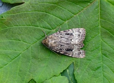 2025 MOTHS  (Date taken seq)