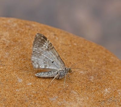 2025 MOTHS  (Date taken seq)