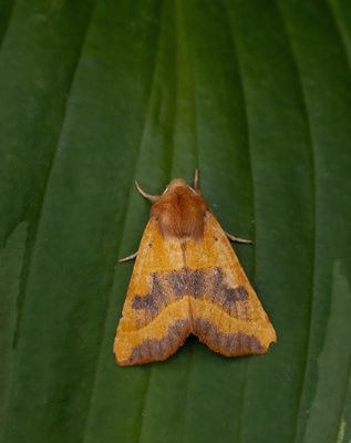 2025 MOTHS  (Date taken seq)