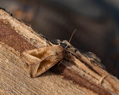 2025 MOTHS (Date taken seq)