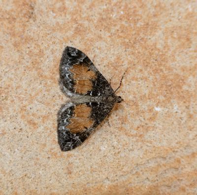 Common Marbled Carpet