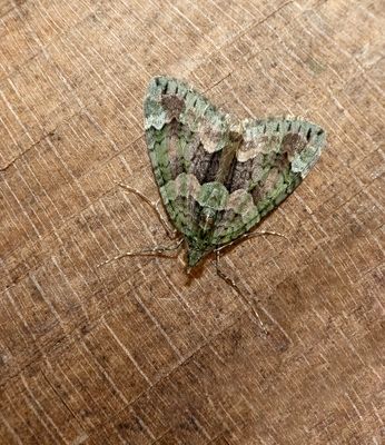 2025 MOTHS  (Date taken seq)