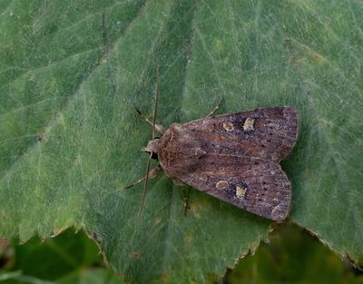 Square-spot Rustic